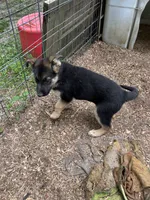 Green, a female German Shepherd Dog for sale in Saint Paul, IN – 3 of 4