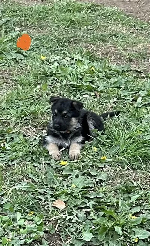Orange – German Shepherd Dog puppy for sale in Saint Paul, IN