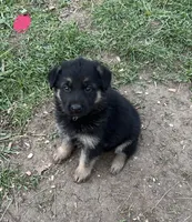 Pink, a female German Shepherd Dog for sale in Saint Paul, IN – Photo 2 of 2