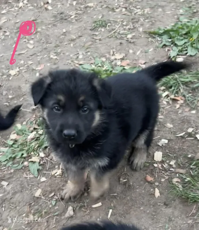 Pink, a female German Shepherd Dog for sale in Saint Paul, IN – Photo 1 of 2