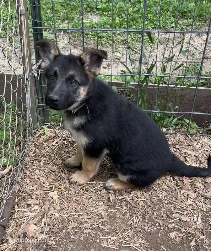 Green – German Shepherd Dog puppy for sale in Saint Paul, IN