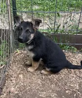 Green, a female German Shepherd Dog for sale in Saint Paul, IN – 1 of 4