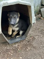 Green, a female German Shepherd Dog for sale in Saint Paul, IN – 2 of 4