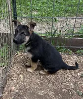 Green, a female German Shepherd Dog for sale in Saint Paul, IN – 4 of 4