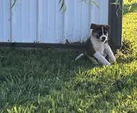 Drew, a male Border Collie and Akita for sale in Flat Rock, IN – 3 of 5