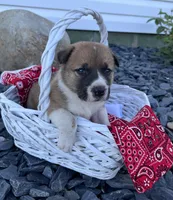 Bruno, a male Border Collie and Akita for sale in Flat Rock, IN – 4 of 5