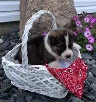 Drew, a male Border Collie and Akita for sale in Flat Rock, IN – 4 of 5