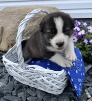 Blake, a male Border Collie and Akita for sale in Flat Rock, IN – 6 of 7