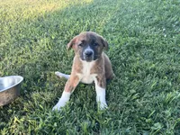 Belle, a female Border Collie and Akita for sale in Flat Rock, IN – 3 of 6