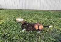 Daisy, a female Border Collie and Akita for sale in Flat Rock, IN – 3 of 5