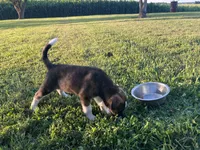 Raya, a female Border Collie and Akita for sale in Flat Rock, IN – 3 of 5
