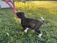 Frisky, a male Border Collie and Akita for sale in Flat Rock, IN – 3 of 5