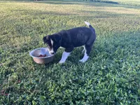 Frisky, a male Border Collie and Akita for sale in Flat Rock, IN – 2 of 5