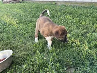 Belle, a female Border Collie and Akita for sale in Flat Rock, IN – 4 of 6
