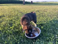 Raya, a female Border Collie and Akita for sale in Flat Rock, IN – 2 of 5