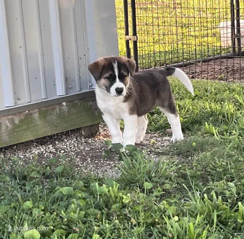 Drew – Border Collie, Akita puppy for sale in Flat Rock, IN