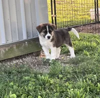 Drew, a male Border Collie and Akita for sale in Flat Rock, IN – 1 of 5