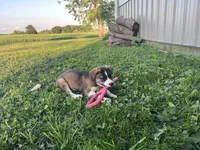 Alexis, a female Border Collie and Akita for sale in Flat Rock, IN – 3 of 6
