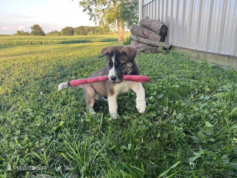 Alexis – Border Collie, Akita puppy for sale in Flat Rock, IN