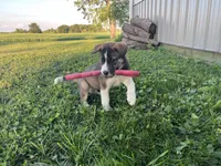Alexis, a female Border Collie and Akita for sale in Flat Rock, IN – 1 of 6
