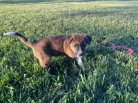 Belle, a female Border Collie and Akita for sale in Flat Rock, IN – 2 of 6