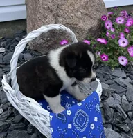 Frisky, a male Border Collie and Akita for sale in Flat Rock, IN – 4 of 5