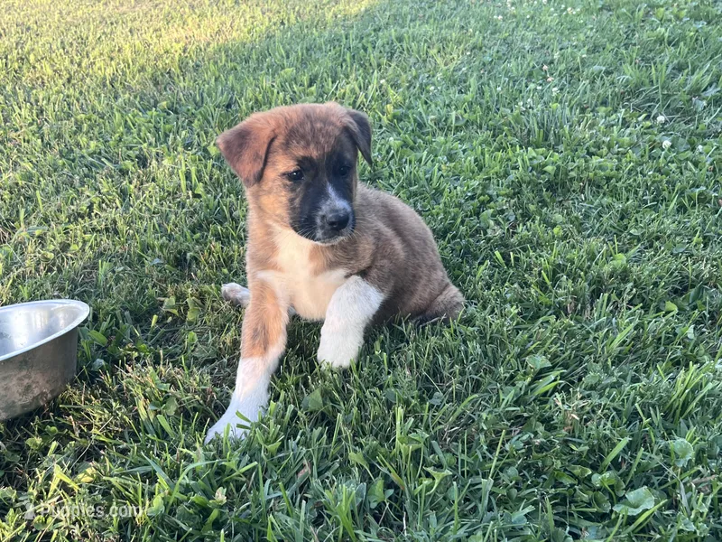 Belle – Border Collie, Akita puppy for sale in Flat Rock, IN