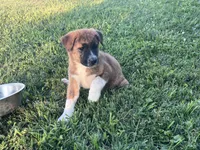 Belle, a female Border Collie and Akita for sale in Flat Rock, IN – 1 of 6