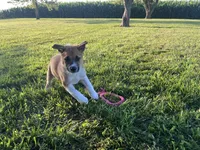 Bruno, a male Border Collie and Akita for sale in Flat Rock, IN – 3 of 5