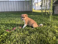 Bruno, a male Border Collie and Akita for sale in Flat Rock, IN – 1 of 5