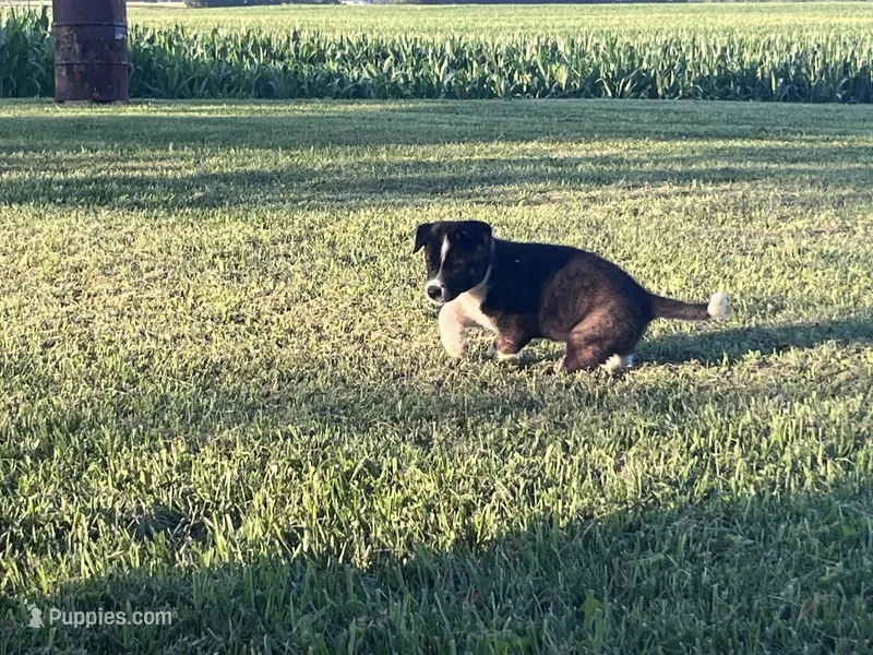Frisky – Border Collie, Akita puppy for sale in Flat Rock, IN