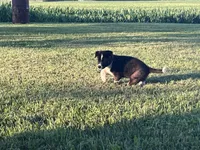 Frisky, a male Border Collie and Akita for sale in Flat Rock, IN – 1 of 5