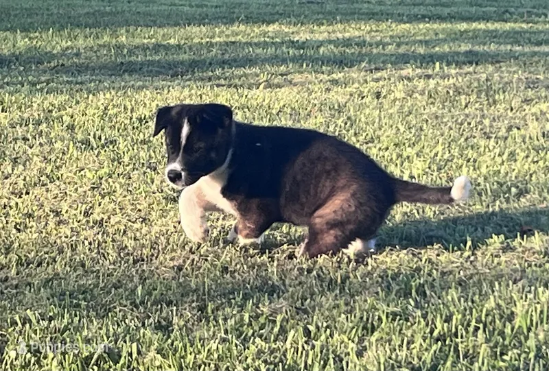 Frisky – Border Collie, Akita puppy for sale in Flat Rock, IN