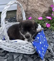 Daisy, a female Border Collie and Akita for sale in Flat Rock, IN – 4 of 5