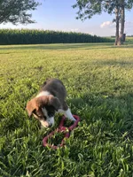 Blake, a male Border Collie and Akita for sale in Flat Rock, IN – 2 of 7