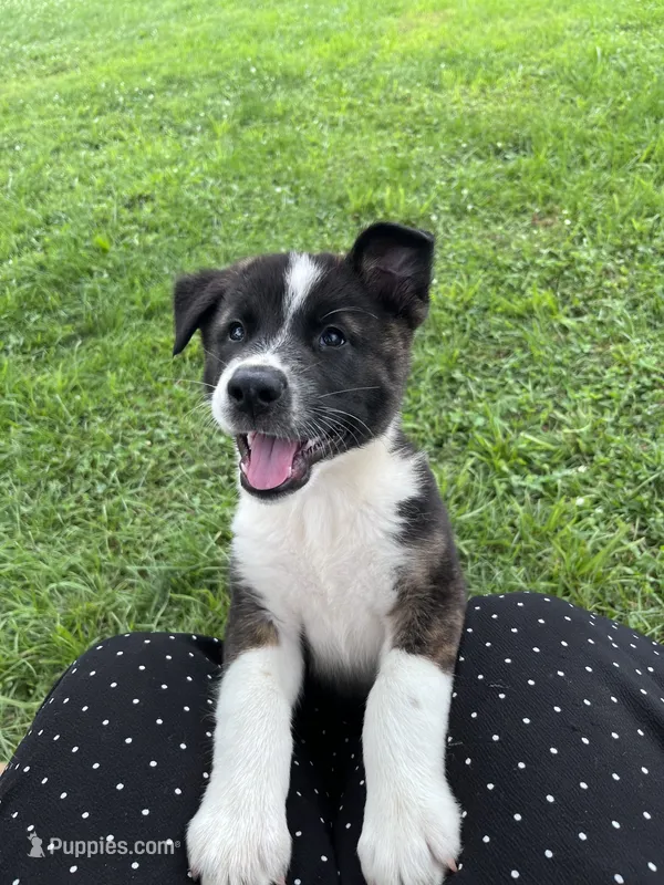 Frisky – Border Collie, Akita puppy for sale in Flat Rock, IN