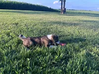 Blake, a male Border Collie and Akita for sale in Flat Rock, IN – 3 of 7