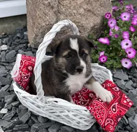 Raya, a female Border Collie and Akita for sale in Flat Rock, IN – 5 of 5