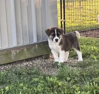 Drew, a male Border Collie and Akita for sale in Flat Rock, IN – 2 of 5