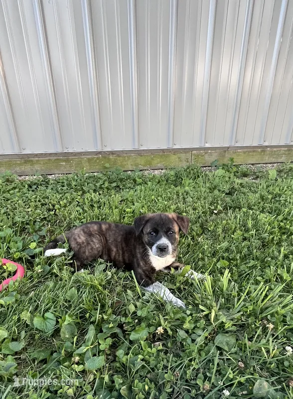 Daisy – Border Collie, Akita puppy for sale in Flat Rock, IN