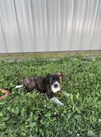 Daisy, a female Border Collie and Akita for sale in Flat Rock, IN – 1 of 5