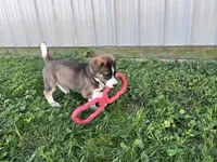 Alexis, a female Border Collie and Akita for sale in Flat Rock, IN – 2 of 6