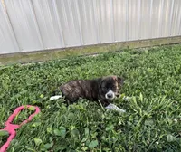 Daisy, a female Border Collie and Akita for sale in Flat Rock, IN – 2 of 5