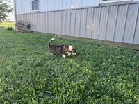 Blake, a male Border Collie and Akita for sale in Flat Rock, IN – 4 of 7