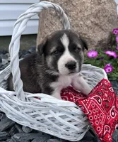 Alexis, a female Border Collie and Akita for sale in Flat Rock, IN – 5 of 6