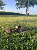 Blake, a male Border Collie and Akita for sale in Flat Rock, IN – 5 of 7
