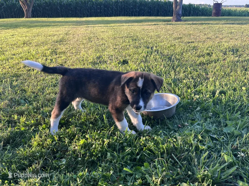 Raya – Border Collie, Akita puppy for sale in Flat Rock, IN