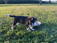 Raya, a female Border Collie and Akita for sale in Flat Rock, IN – 1 of 5