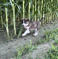 Blake, a male Border Collie and Akita for sale in Flat Rock, IN – 1 of 7