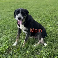 Drew, a male Border Collie and Akita for sale in Flat Rock, IN – 5 of 5